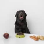 Hond eet slecht