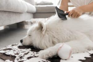 Puppy checklist